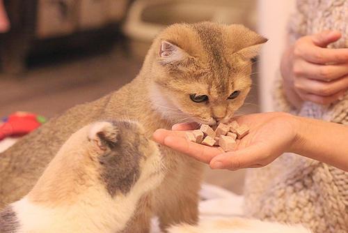 猫咪经常吐猫粮,猫咪经常吐猫粮是怎么回事,猫咪吐猫粮是猫粮有问题吗？