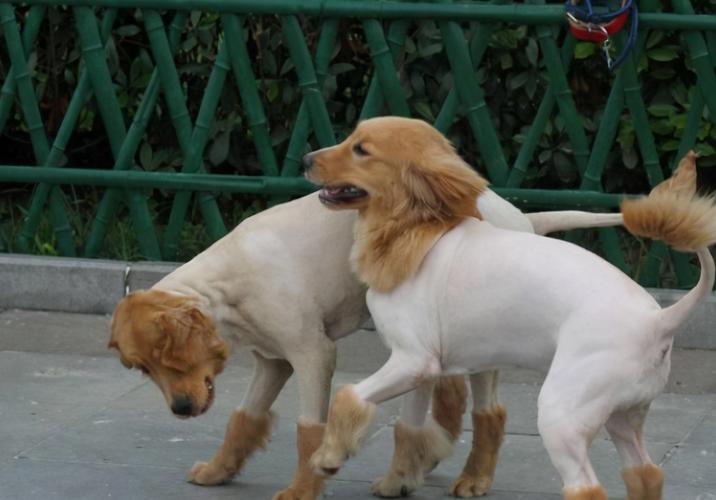 狗什么时候换毛,狗什么时候换毛?,动物什么时候换毛？