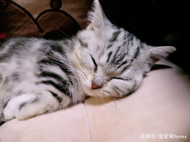 猫咪一天都在睡觉,猫咪一天都在睡觉正常吗,猫为什么白天爱睡觉？
