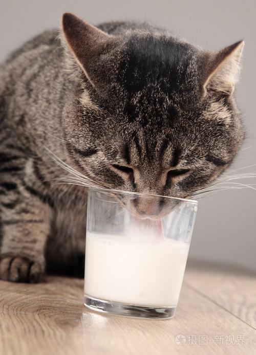 猫咪喜欢喝牛奶,猫咪喜欢喝牛奶怎么办,猫咪为什么喜欢喝牛奶？