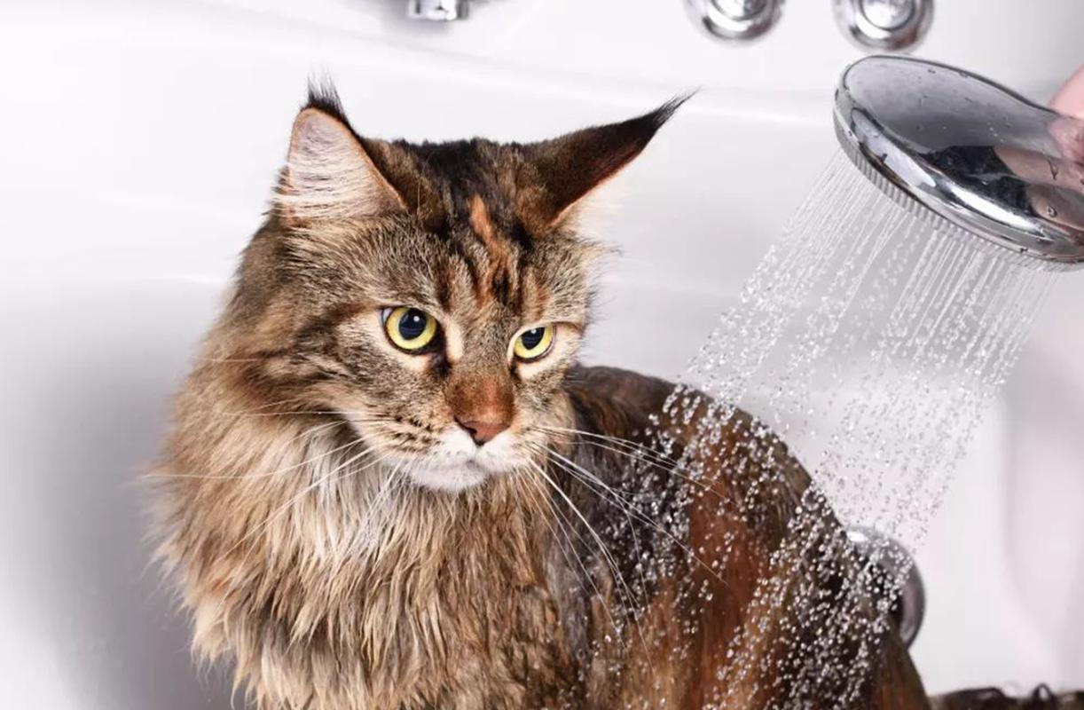 猫咪怀孕可以洗澡吗,猫咪怀孕可以洗澡吗又脏又臭,猫猫怀孕可以洗澡吗？