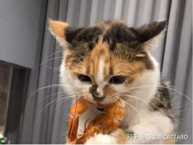 猫咪可以吃虾肉吗,2个月猫咪可以吃虾肉吗,小猫能吃虾仁吗？