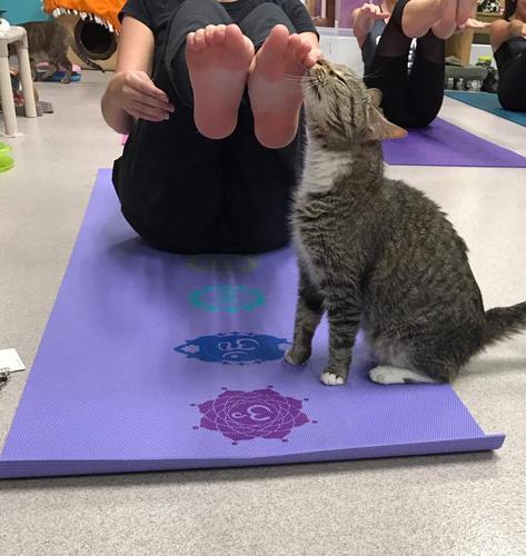 猫咪心包疝,猫咪心包疝能活多久,人怎样练瑜伽更适合推荐几种适合老年人的瑜伽动作？