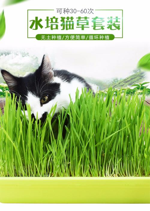 猫草有什么用,猫咪吃猫草有什么用,猫草和普通草的区别？