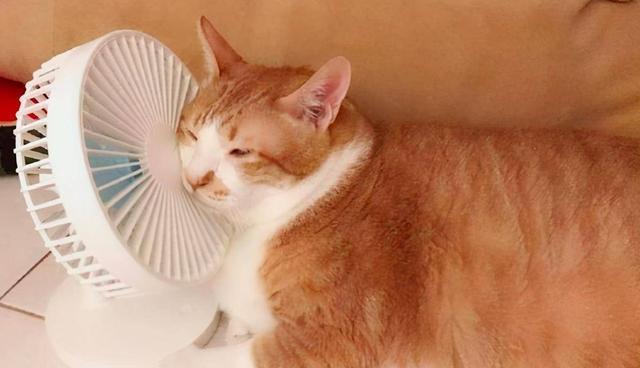 猫咪喜欢的温度,猫咪喜欢的温度是多少度,猫最舒服的温度？