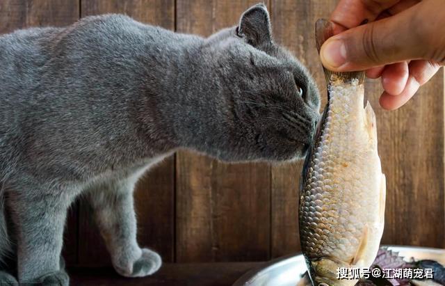 猫咪能吃生鱼吗,猫咪能吃生鱼吗有营养吗,小猫可以吃生鱼吗？