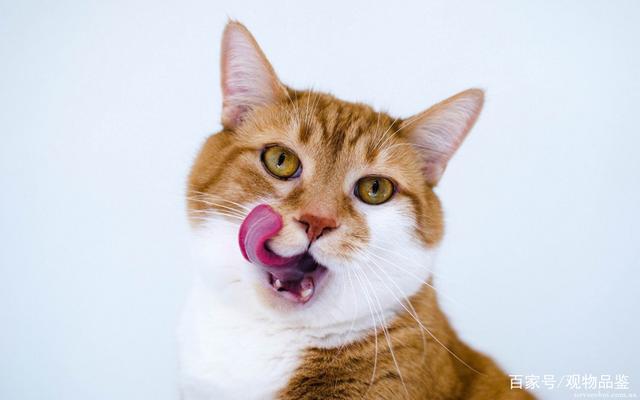 猫为什么总吐,猫为什么总吐舌头一小截舌头,小猫咪为什么经常吐？
