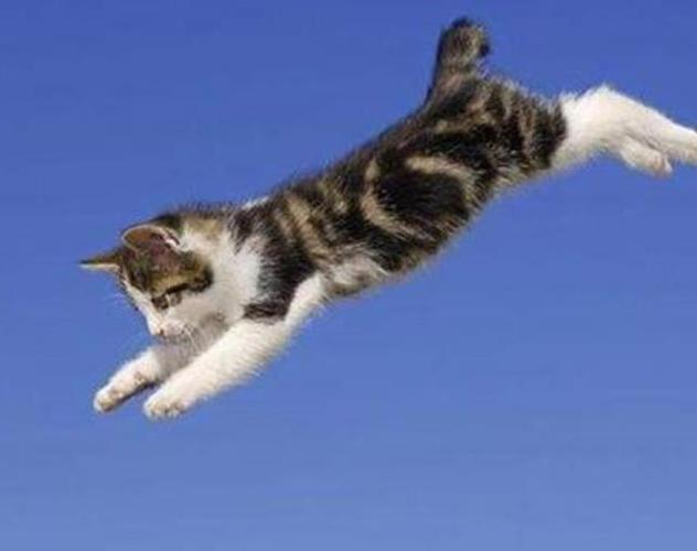 猫为什么摔不死,猫为什么摔不死的原因,为什么猫能从高处掉下来而不会摔死？