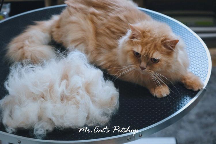 猫为什么会脱毛,猫为什么会脱毛很厉害,猫为什么会掉毛？