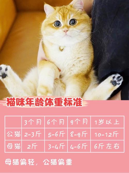 猫咪几个月算成年,猫咪几个月算成年猫,猫咪多久算成年？