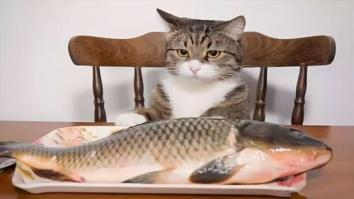 猫可以吃什么鱼,猫可以吃什么鱼最好,猫咪什么鱼都能吃吗？