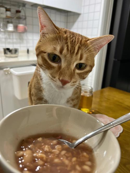 猫咪可以吃稀饭吗,猫咪可以吃稀饭吗?,猫可以吃粥吗？