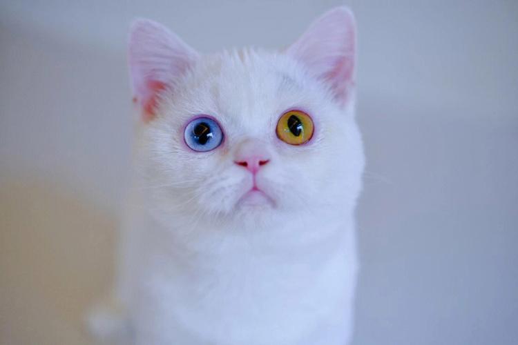 什么猫的眼睛是蓝色的,什么猫的眼睛是蓝色的,毛是黑白的,眼睛是蓝色的猫会有哪几种啊？