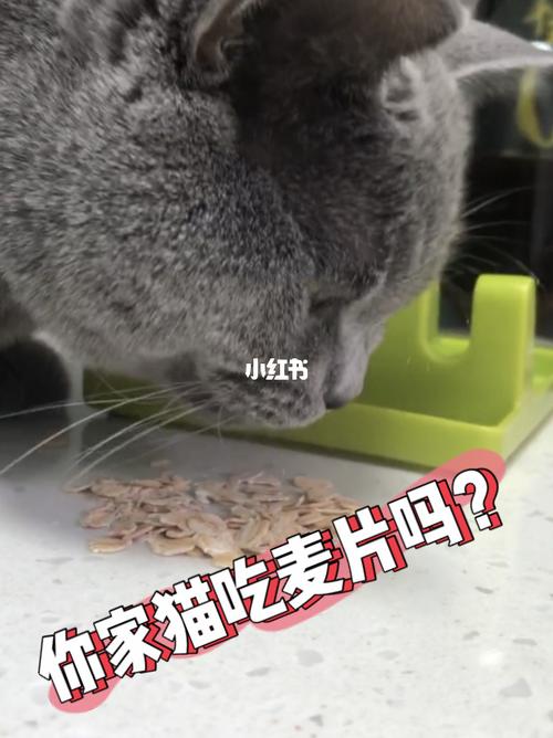 猫咪能吃燕麦吗,猫咪能吃燕麦吗有营养吗,猫吃燕麦需要泡吗？