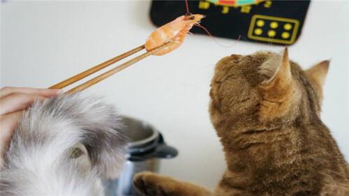 猫咪吃虾好不好,猫咪吃虾好不好?,猫咪吃虾肉有什么好处？