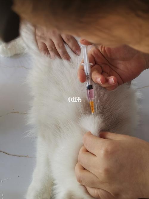 猫咪多长时间打疫苗,猫咪多长时间打疫苗一次,小猫多久打一次疫苗？