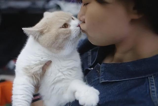 猫咪亲人的表现,猫咪亲人的表现有哪些,为什么猫一直舔人的胳膊和脸？