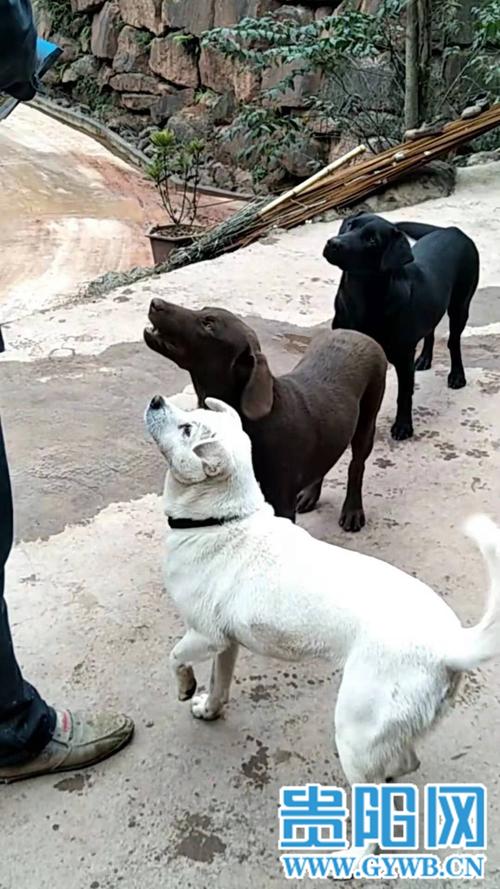 为什么不能养白狗,为什么不能养白狗黑猫,东北人为什么不养白狗的故事？