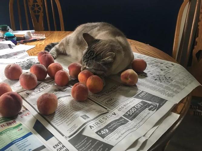猫咪能吃桃子吗,两个月猫咪能吃桃子吗,猫咪可以吃水蜜桃吗？