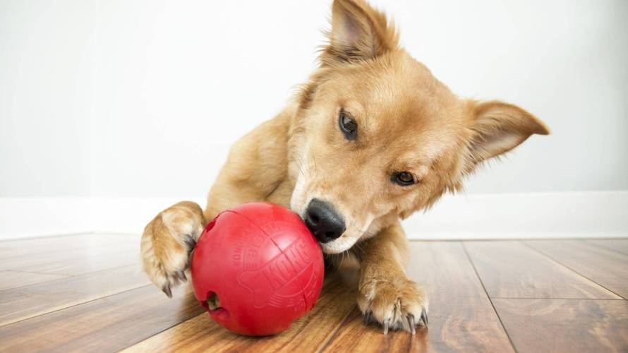 狗为什么喜欢球,狗为什么喜欢球类的东西,为什么小狗喜欢把球扔鞋里？