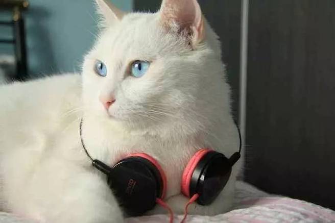 给猫咪听的音乐,专门给猫咪听的音乐,猫听什么音乐最舒服？