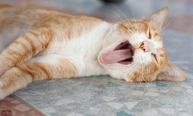 猫咪呼吸有呼噜声,猫咪呼吸有呼噜声是什么原因,猫咪呼噜像有痰怎么办？