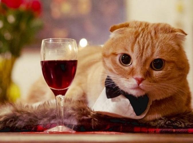 猫咪可以喝酒吗,猫咪可以喝酒吗?|成猫饲养,小猫能喝酒吗？