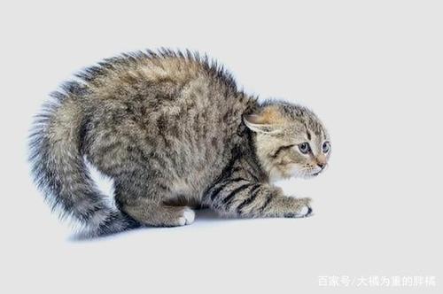 小猫的尾巴像什么,小猫的尾巴像什么似的比喻句,小猫的尾巴像什么填空？