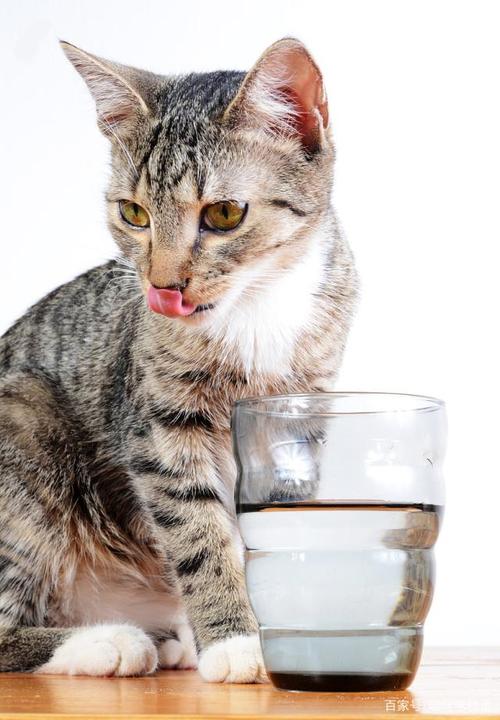 猫咪可以喝自来水吗,猫咪可以喝自来水吗?,猫能不能喝生水？