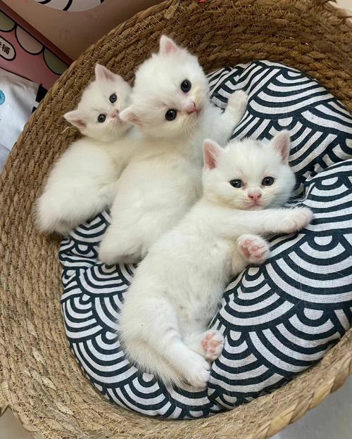 纯白的猫是什么品种,纯白的猫是什么品种的猫,纯白的猫咪有什么品种？