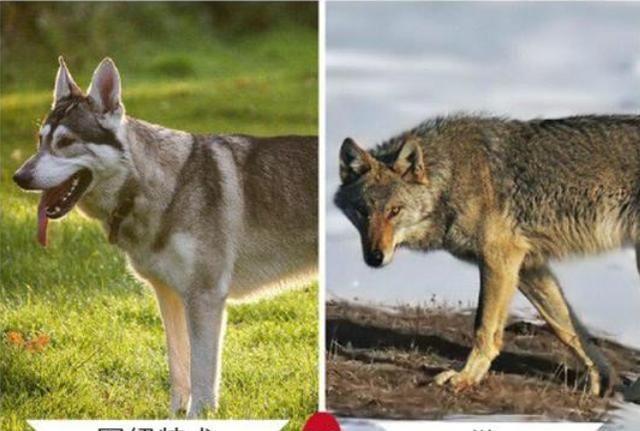 狼和狗有什么区别,狼和狗有什么区别视频,狼和狗体型对比？