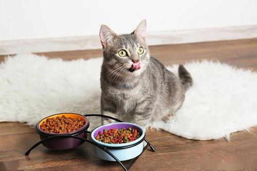 猫咪可以吃肥肉吗,猫咪十大禁忌食物,一个月的猫能吃肥肉吗？