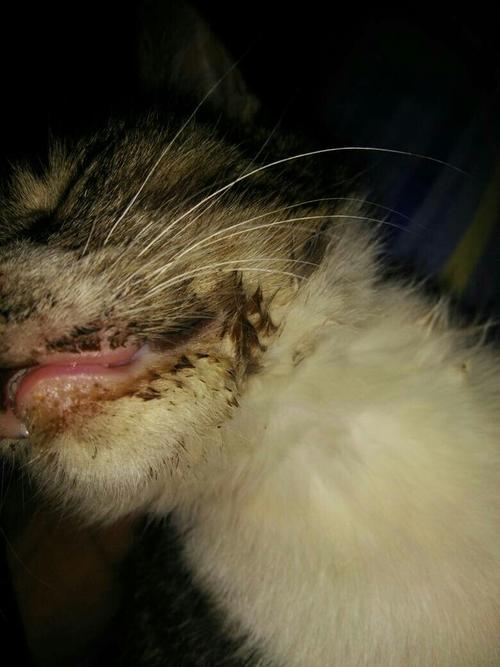 猫咪口腔溃疡图片,猫咪口腔溃疡图片 治疗方法,求救!猫咪口腔溃疡了，不吃东西怎么办？