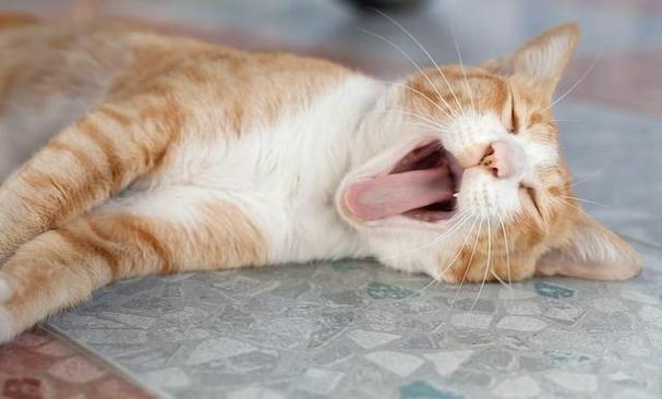 猫为什么张嘴喘气,猫总张嘴喘气怎么回事,小猫张开嘴喘气是什么意思？