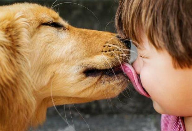 狗狗为什么喜欢舔人,,狗狗喜欢用舌头舔人的原因？