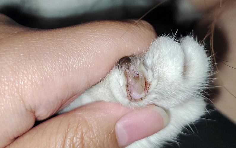 猫咪趾间炎图片,猫咪趾间炎图片症状,猫脚发炎碘酒和消炎药粉同时用吗？