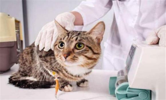 猫给人传染什么病,猫给人传染的8种病,猫咪传染病会传染给人吗？