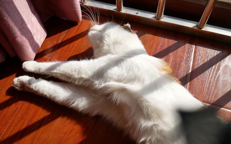 猫咪需要晒太阳吗,猫咪需要晒太阳吗夏天,猫咪不晒太阳好不好？