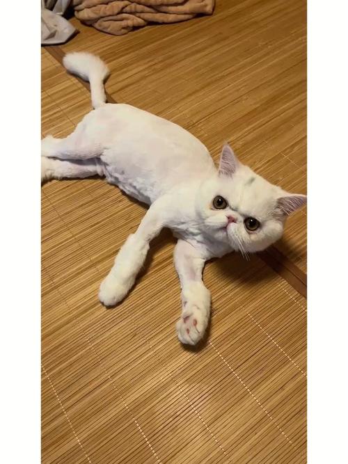 猫为什么要剃毛,猫为什么要剃毛呀,猫为什么要给尾巴剃毛？