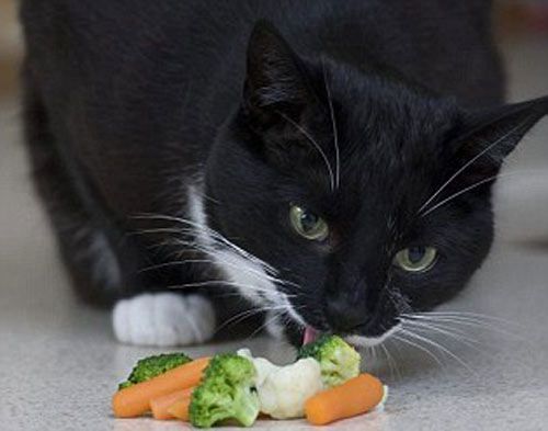猫吃什么蔬菜水果,猫吃什么蔬菜水果对身体好,猫咪能吃哪些蔬菜和水果？