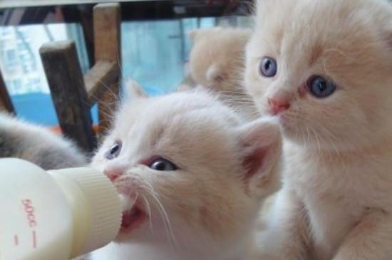 猫吃什么奶水多,猫生完小猫吃什么奶水多,怎么给母猫增加奶水？
