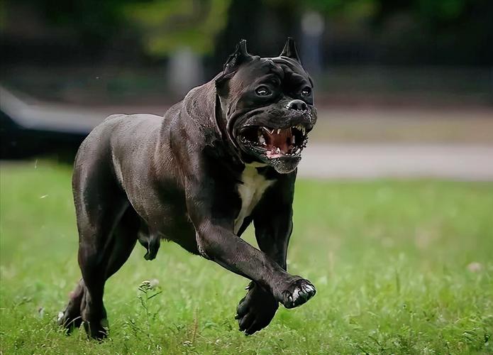 什么狗比较凶,什么狗比较凶猛,十大最凶犬幽灵犬排名？