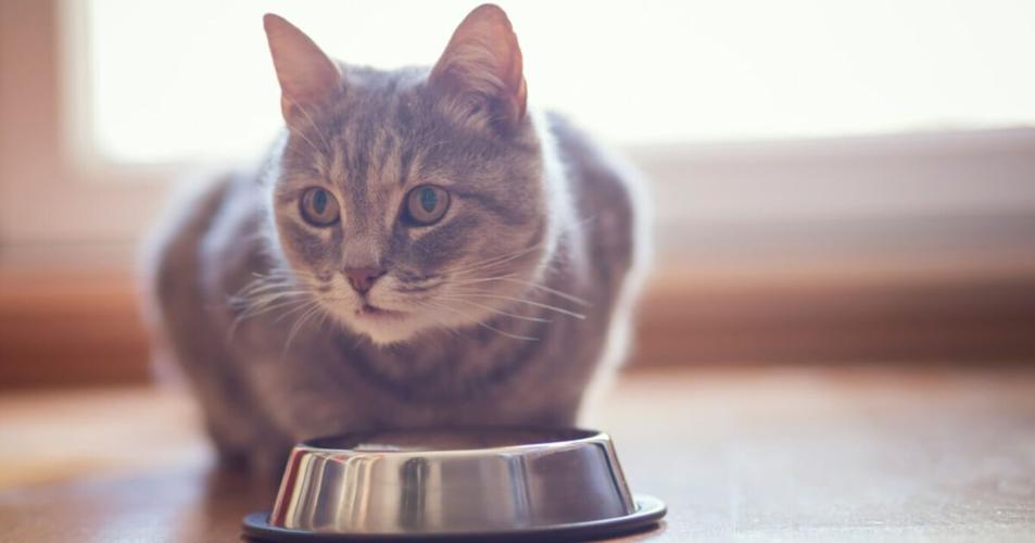 猫咪饿了的表现,猫咪饿了的表现会咕噜,猫饿了会怎样表示？