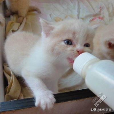小猫咪可以喝牛奶吗,刚出生的小猫咪可以喝牛奶吗,猫咪能喝牛奶吗？