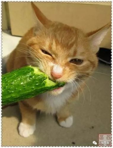 猫咪怕黄瓜吗,猫咪怕黄瓜吗? 百度网盘,猫为什么怕黄瓜？