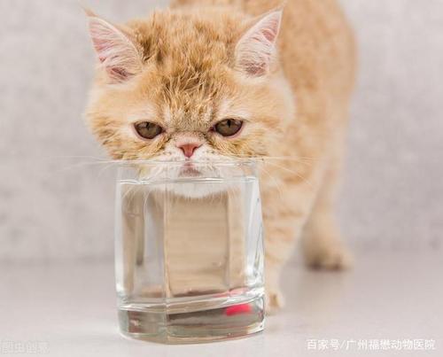 猫咪可以喝矿泉水吗,猫咪可以喝矿泉水吗q,猫需要喝水吗？