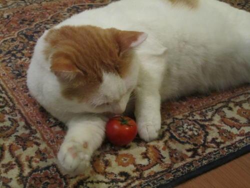 猫咪能吃西红柿吗,猫咪能吃西红柿吗?,猫可以吃圣女果吗？