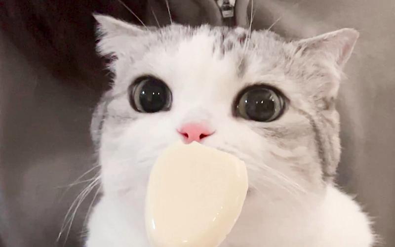 猫咪可以吃奶酪吗,猫咪可以吃奶酪吗?,猫吃奶酪棒会怎么样？