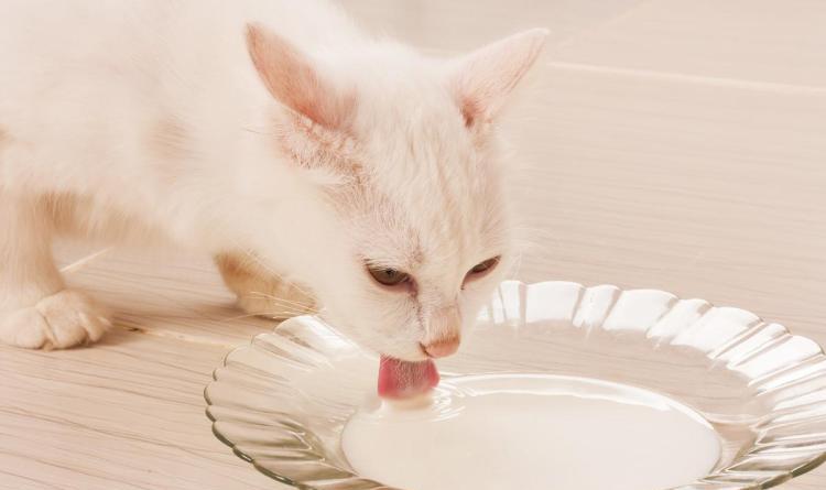 猫咪可以喝蜂蜜水吗,猫咪可以喝蜂蜜水吗视频,小猫便秘喝蜂蜜水可以吗？
