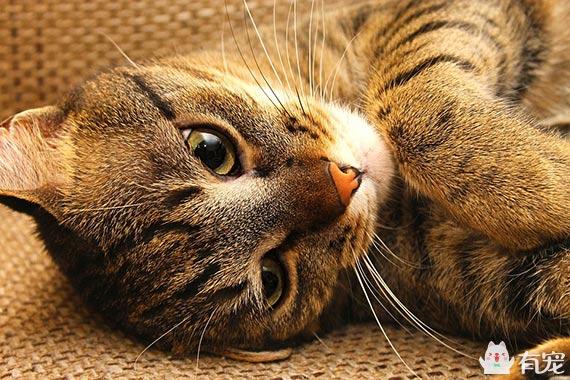 猫为什么会发情,猫配对的时候为什么叫那么惨,宠物发情是什么意思？